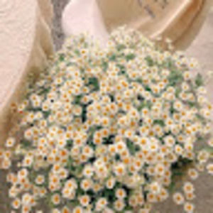 Meet your Posher, Summer